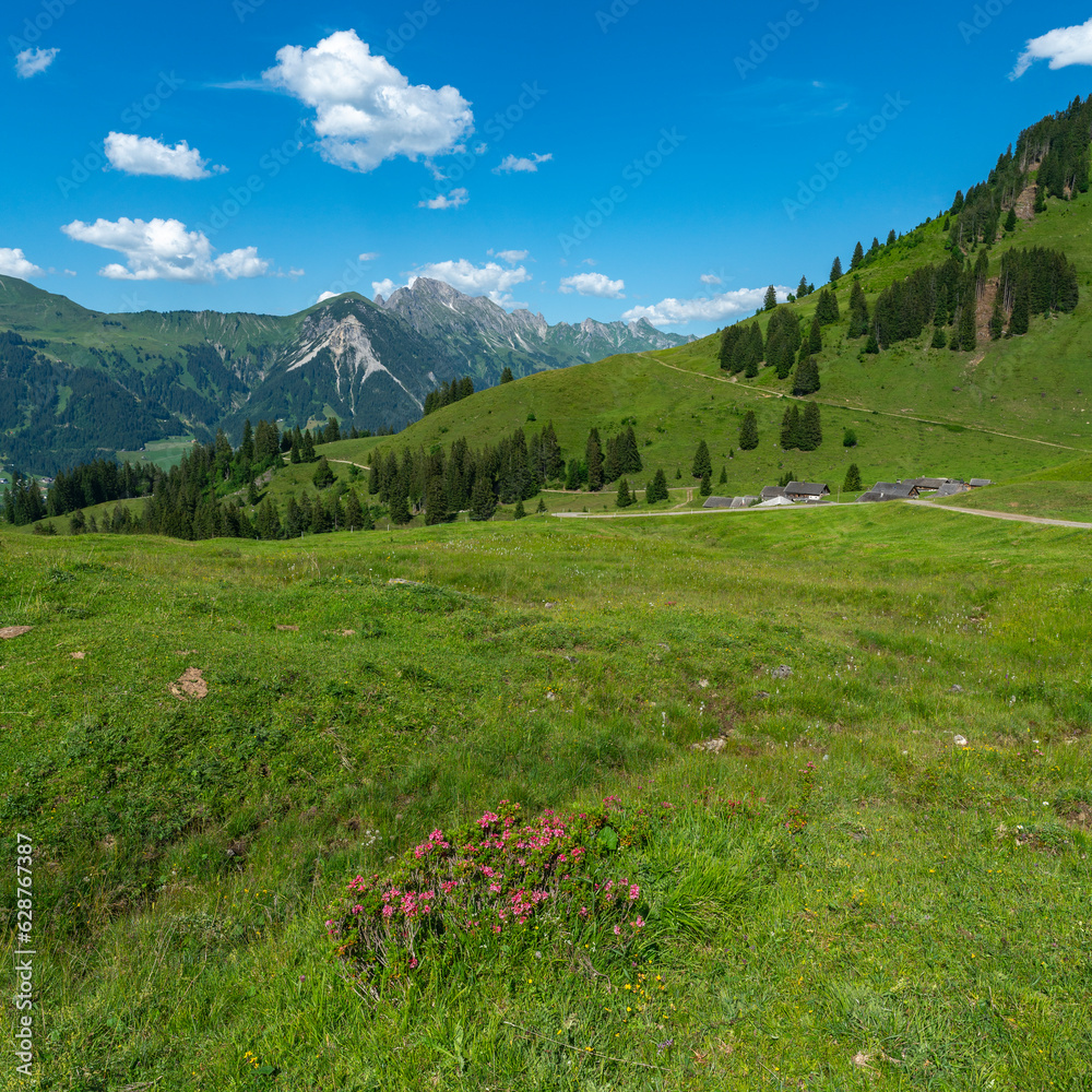 Farbige alpine Blumen auf der Alpe Steris im Grosswalsertal, Vorarlberg, mit steilen Bergwiesen, Wald und Bergen im Hintergrund, Dorf am Abhang auf einer Hochebene in Österreich