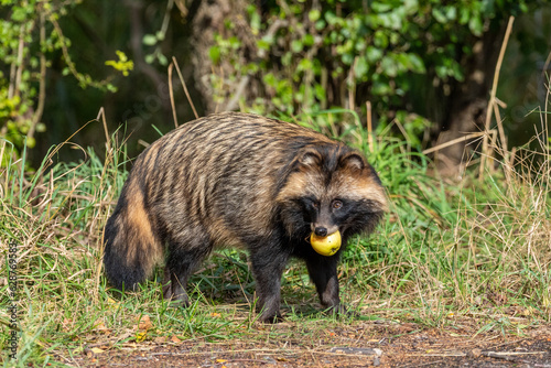 Marderhund unter einem Apfelbaum am Pramort bei Zingst an der Ostsee. photo