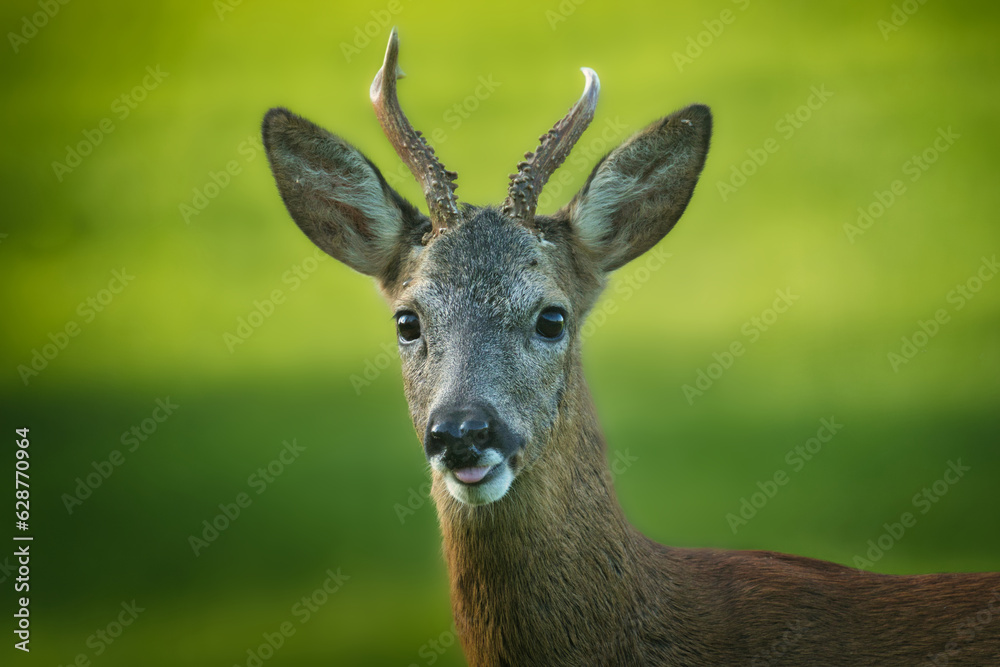 Obraz premium Le taquin