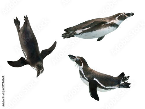 ペンギンの泳ぎ（フンボルトペンギン）