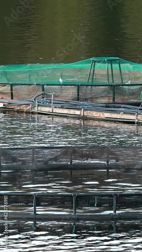 Vertical Footage Video. Fisheries, Fish Farm In Summer Lake Or River In Beautiful Summer Sunny Day. Fish Farm Salmon. Close Up. photo