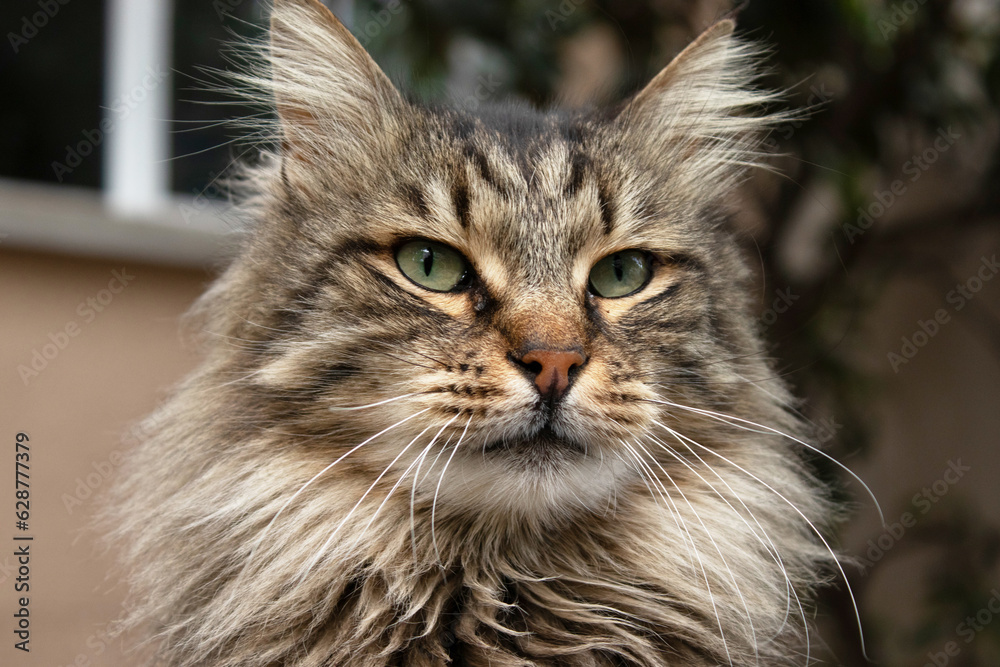 Cat portrait, animal photography, urban background