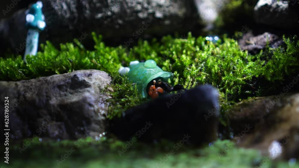 Red Devil, Vampire Crab, Geosesarma hagen, Paludarium Red Devil, Vampire Crab, Geosesarma hagen, Paludarium