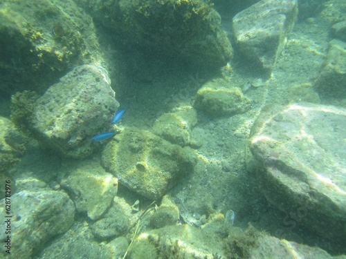 Small fishes under the water with rocks and sun light 