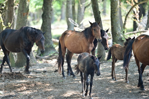 Wild horses walking freely on the Letea gravel in Danube Delta from Tulcea, Romania