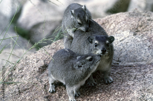 Yellow-spotted rock hyrax photo