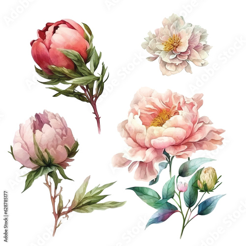 Peony flower watercolor paint collection 