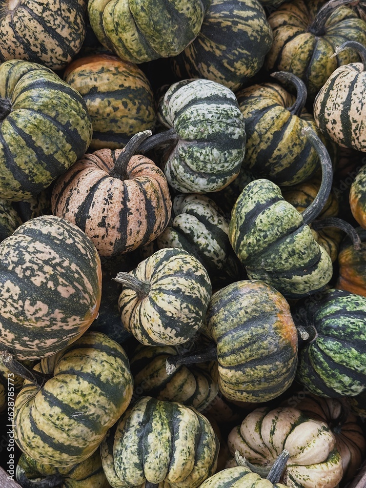 Lots of colourful striped pumpkins. Autumn fall seasonal pattern composition Lots of colourful striped pumpkins. Autumn fall seasonal pattern composition