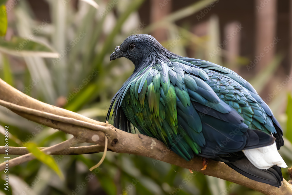 Obraz premium close-up portrait of nicobar pigeon perching on branch