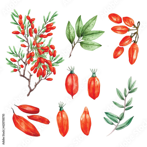 Goji berry watercolor paint collection