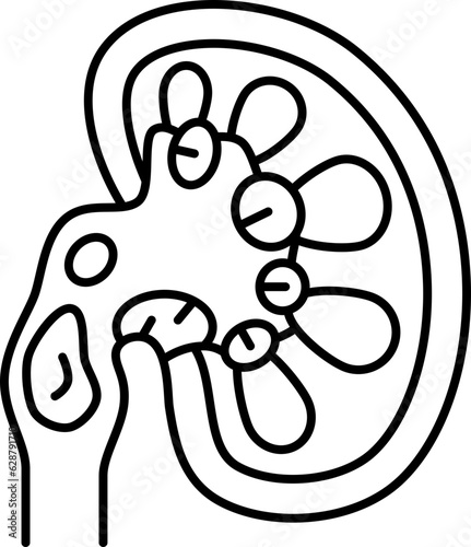 kidney  icon