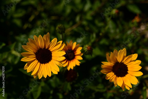 小ぶりなひまわり(アップ)