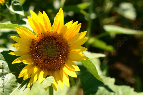 ひまわり(アップ)