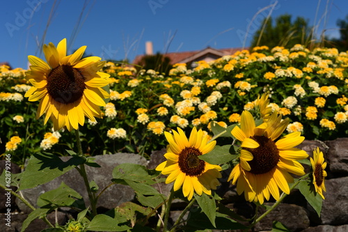 ひまわりと黄色い花