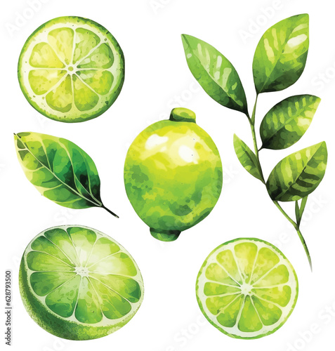 Set of limes watercolor paint ilustration