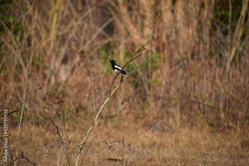 Oriental magpie-robin on a branch © Yogesh