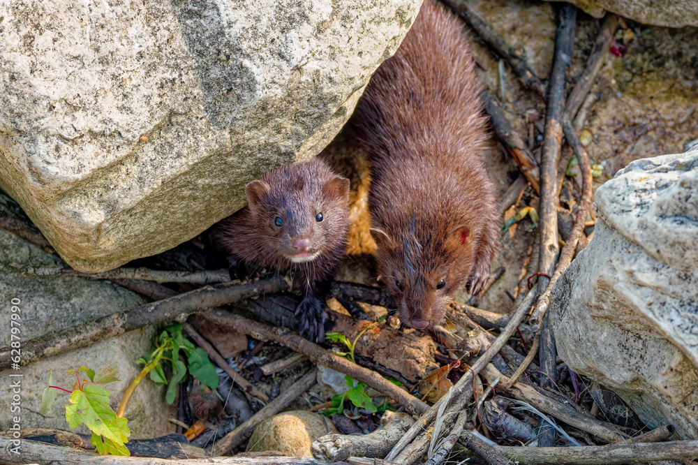 Φωτογραφία The American mink (Neovison vison)  in the rocks on the shores of Lake Michigan