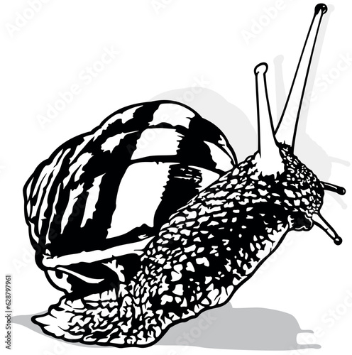 Drawing of a Snail with a Snail Shell
