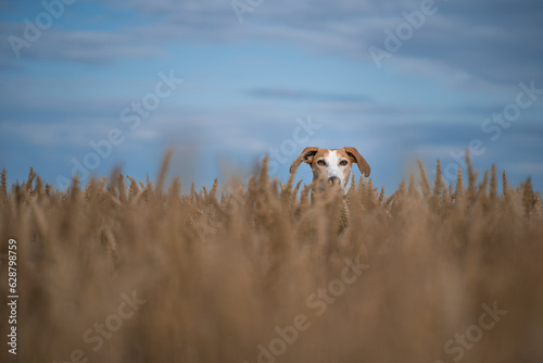 Lurcher dog peering through a field of wheat