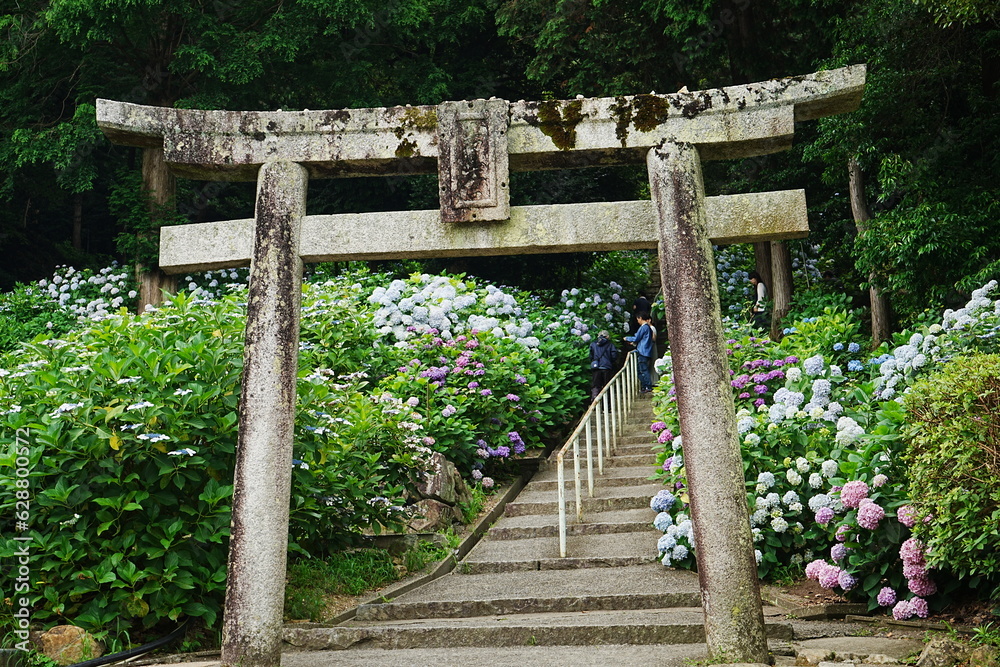 Hydrangea Flower and Torii Gate of Kibitu-jinja or Shrine in Okayama, Japan - 日本 岡山 吉備津神社 鳥居 紫陽花の花