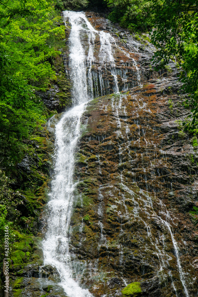 waterfall in the forest waterfall in the forest