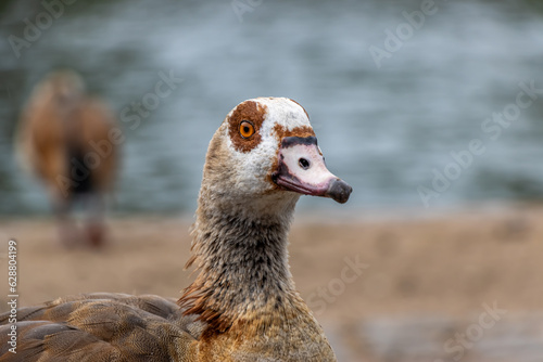 Quack-Quack photo