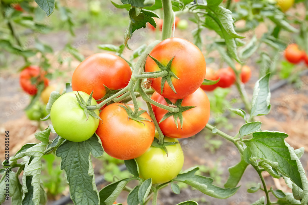 Close up photo of greenhouse cultivated organic tomatoes, selective focus.