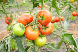 Close up photo of greenhouse cultivated organic tomatoes, selective focus.
