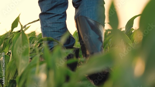 boots feet field, boots walk ground ground soil, agriculture rubber boots farmer wheat corn, earthy agriculture working work boots walks fields agricultural concept inspects road land use worker corn © DREAM INSPIRATION