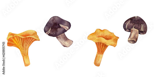 Watercolor shiitake and chanterelle mushrooms set. Hand drawn mushrooms illustration isolated on white.