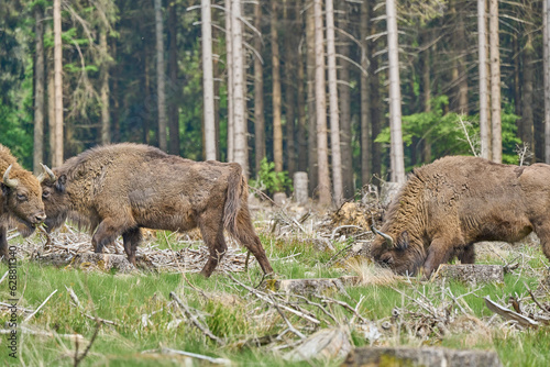 wild living European wood Bison  also Wisent or Bison Bonasus  is a large land mammal and was almost extinct in Europe  but now reintroduced to the Roothaarsteig mountains in Sauerland Germany.