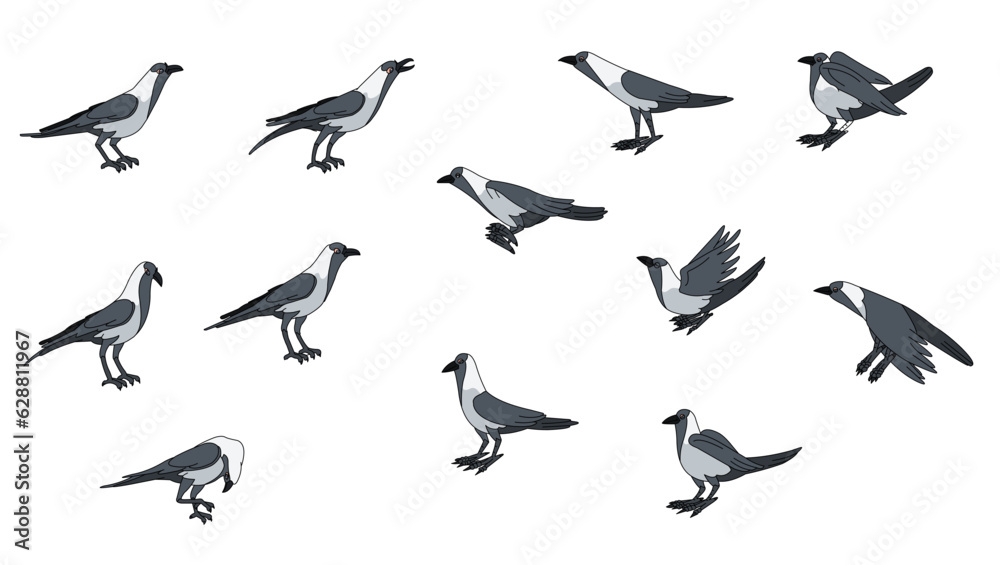 Obraz premium vector set of crow in different poses, black crow which caws - Vector