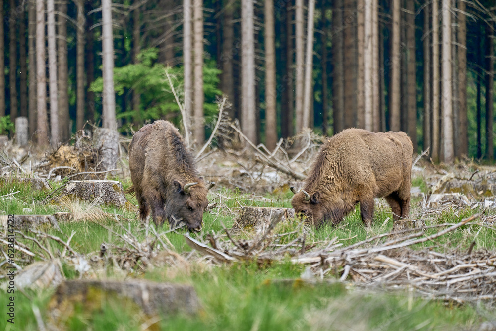 wild living European wood Bison, also Wisent or Bison Bonasus, is a large land mammal and was almost extinct in Europe, but now reintroduced to the Roothaarsteig mountains in Sauerland Germany. wild living European wood Bison, also Wisent or Bison Bonasus, is a large land mammal and was almost extinct in Europe, but now reintroduced to the Roothaarsteig mountains in Sauerland Germany.