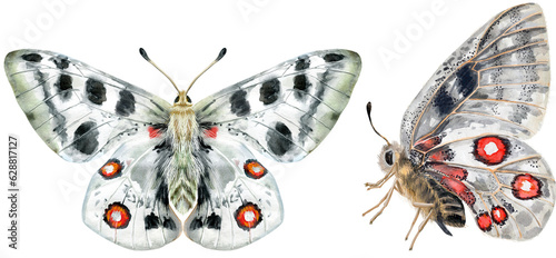 Photography The Mountain Apollo is a butterfly of the family Papilionidae