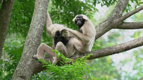 Pileated Gibbon(Hylobates pileatus) on tree. photo