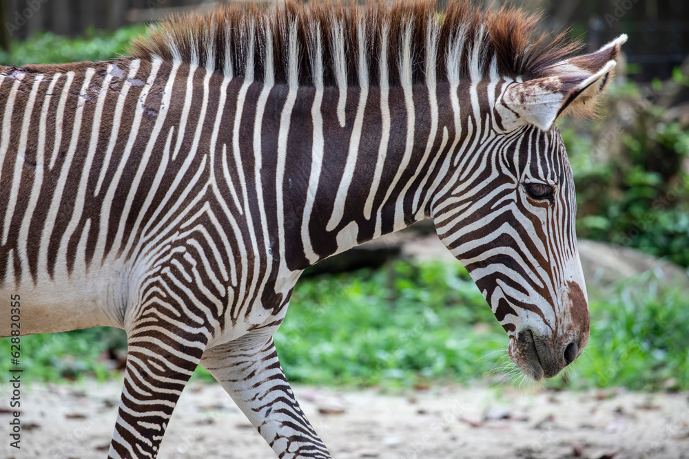 A Grevy's zebra foal, the largest living wild equid and the largest and most threatened of the three species of zebra,
Compared with others, it is tall, has large ears, and its stripes are narrow. A Grevy's zebra foal, the largest living wild equid and the largest and most threatened of the three species of zebra,
Compared with others, it is tall, has large ears, and its stripes are narrow.