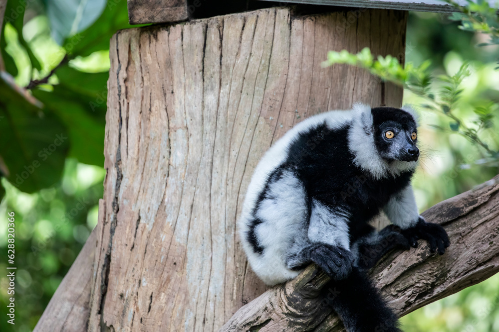 Obraz premium The black-and-white ruffed lemur (Varecia variegata). An endangered species of ruffed lemur, one of two which are endemic to the island of Madagascar. It is known for its loud, raucous calls.