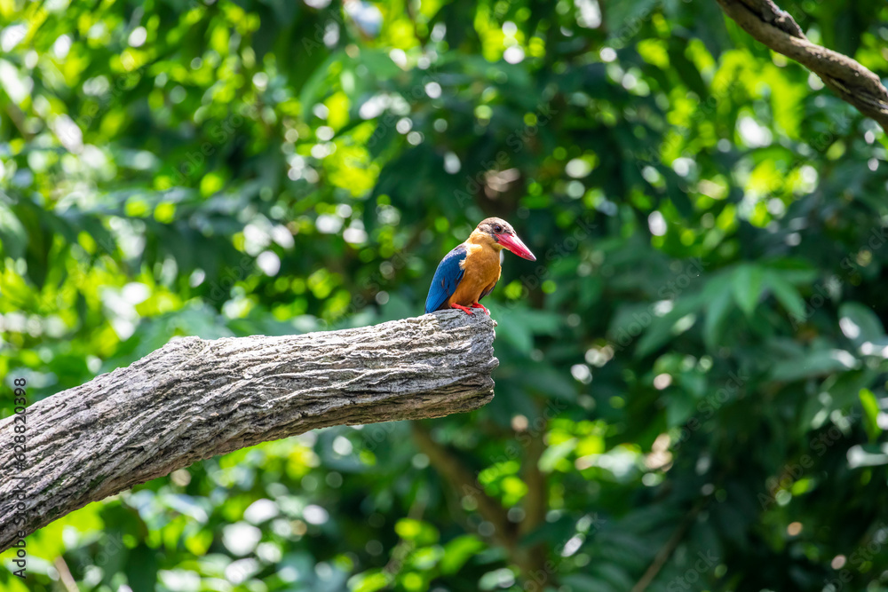 A wild stork-billed kingfisher (Pelargopsis capensis) stands on the tree. It is a tree kingfisher which is widely distributed in the tropical area. A wild stork-billed kingfisher (Pelargopsis capensis) stands on the tree. It is a tree kingfisher which is widely distributed in the tropical area.