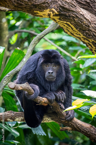 The closeup image of black howler monkey (Alouatta caraya).
Only the adult male is black; adult females and juveniles of both genders are overall whitish to yellowish-buff. photo