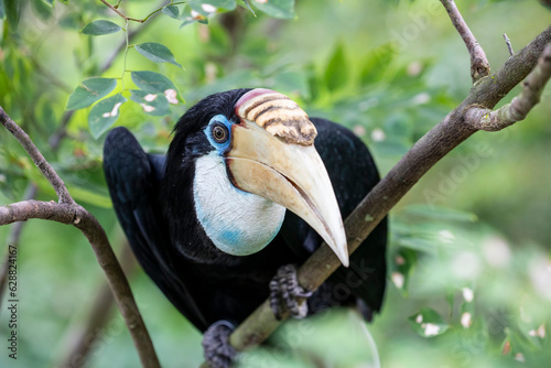 The female Blyth's hornbill (Rhyticeros plicatus) is a large hornbill inhabiting the forest canopy in Wallacea and Melanesia.
Its local name in Tok Pisin is kokomo. photo