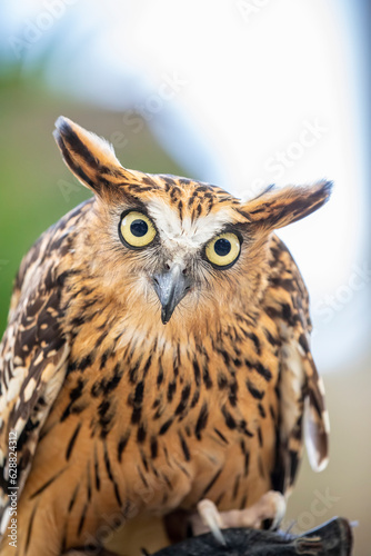 the closeup image of Buffy fish owl  is a species of owl in the family Strigidae  It is native to Southeast Asia and lives foremost in tropical forests and wetlands.