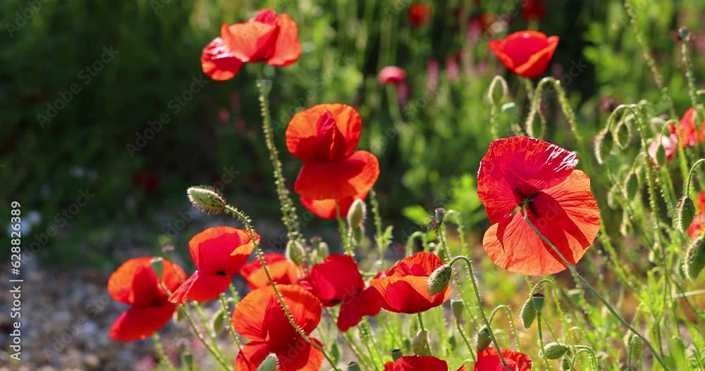 Close-up of wild red poppies found in a typical Italian country garden ...