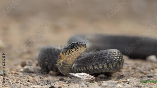 A snake in its natural environment, it's an ordinary close-up. High quality 4k footage photo