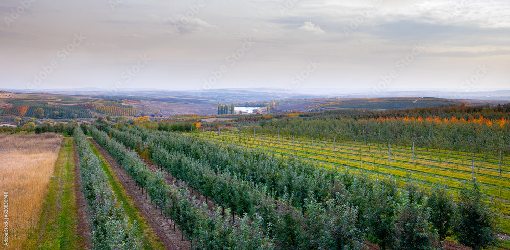Picturesque landscape of fruit orchards, endless rows of young trees of a smalls and big fruit farms on hills. Fall harvest season in farmer's orchards in Bukovyna region, Ukraine.