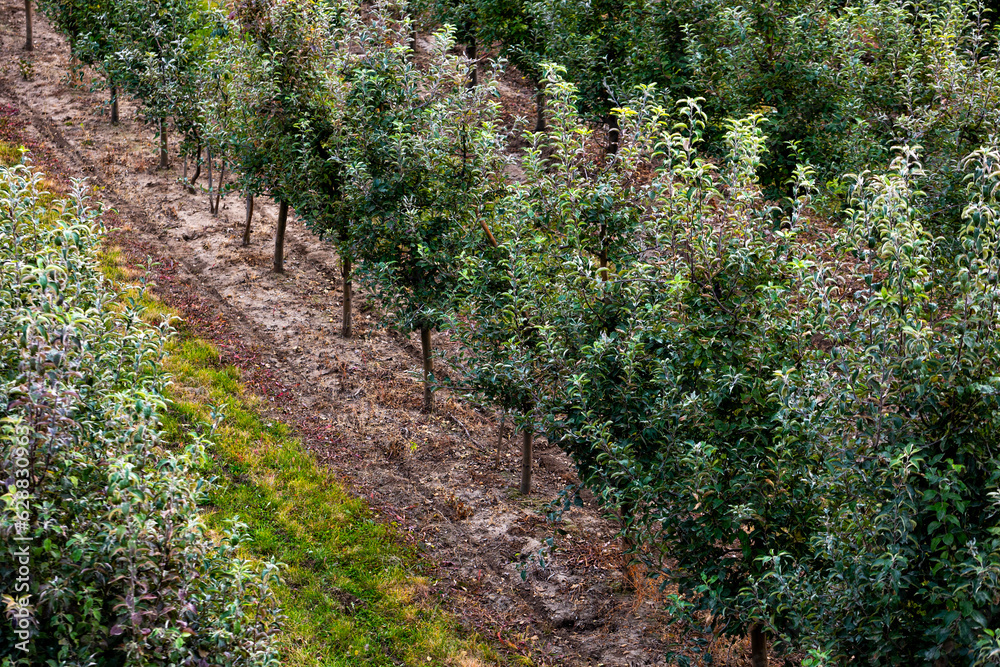 Obraz premium Fruit apple orchards, infinite perspective endless rows of young trees in a large agricultural farm. Fall harvest day in farmer's orchards in Bukovyna region, Ukraine.
