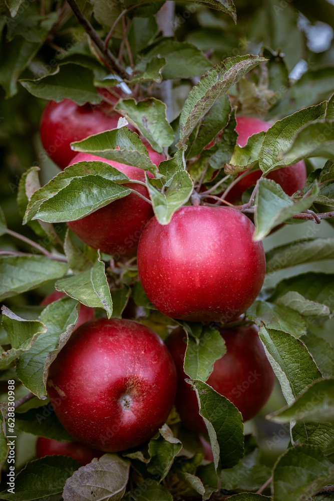 Ripe fruits of red apples on the branches of young apple trees. Fall harvest day in farmer's orchards in Bukovyna region, Ukraine.