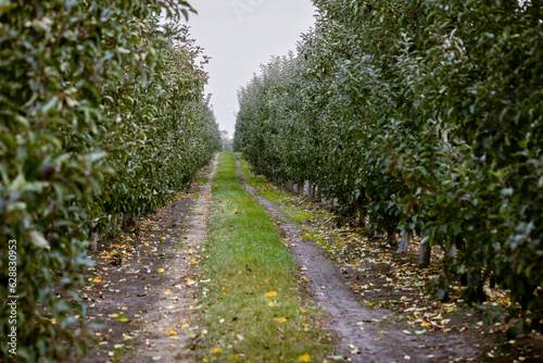 Fruit apple orchards, infinite perspective endless rows of young trees in a large agricultural farm. Fall harvest day in farmer's orchards in Bukovyna region, Ukraine. © Sodel Vladyslav