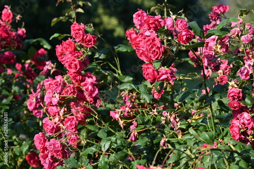 Beautiful Rosa gallica L. in the Park