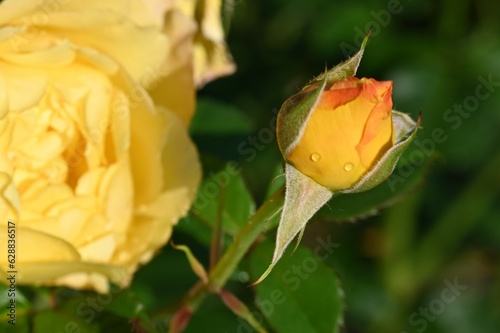 A little Rosa foetida Herrm.  is going to bloom photo