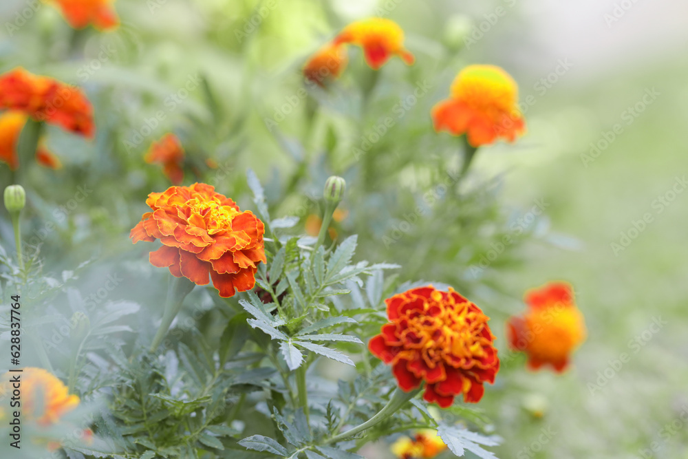 French orange marigold flower (Tagetes) in full bloom